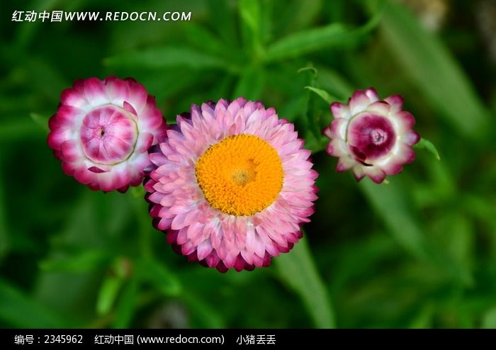 粉紫色麦杆菊