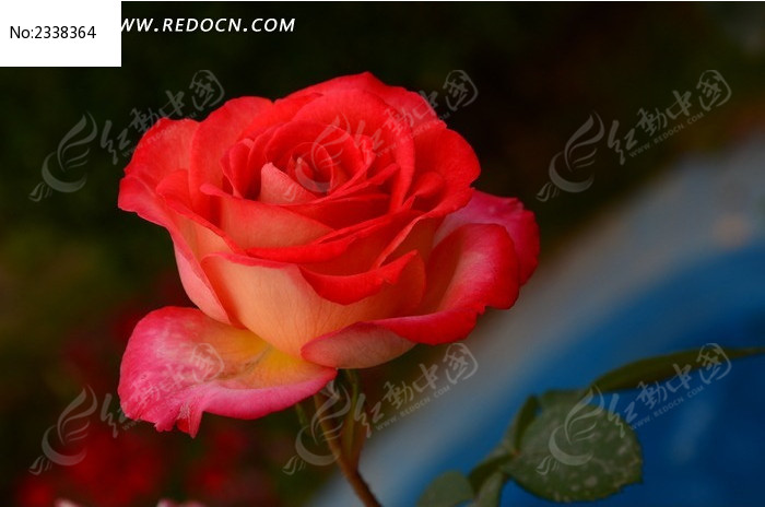 每一朵盛开的花像是什么,仿写。