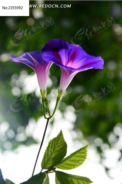 绚烂的紫色牵牛花花