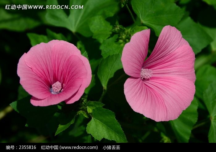 两朵粉色蜀葵花