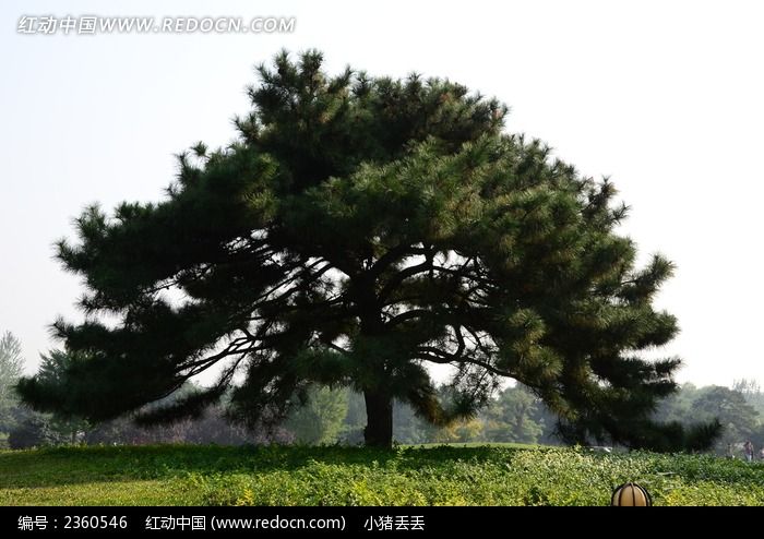 草地上茂盛的松树