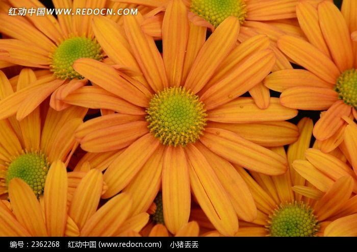 一丛漂亮的橘色非洲菊