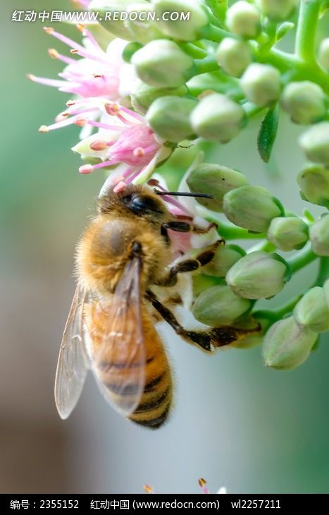 采蜜的蜜蜂