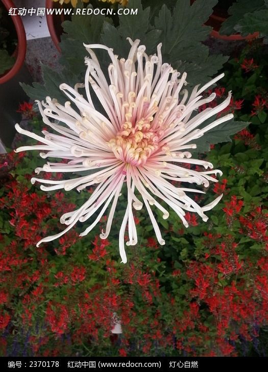 粉色菊花