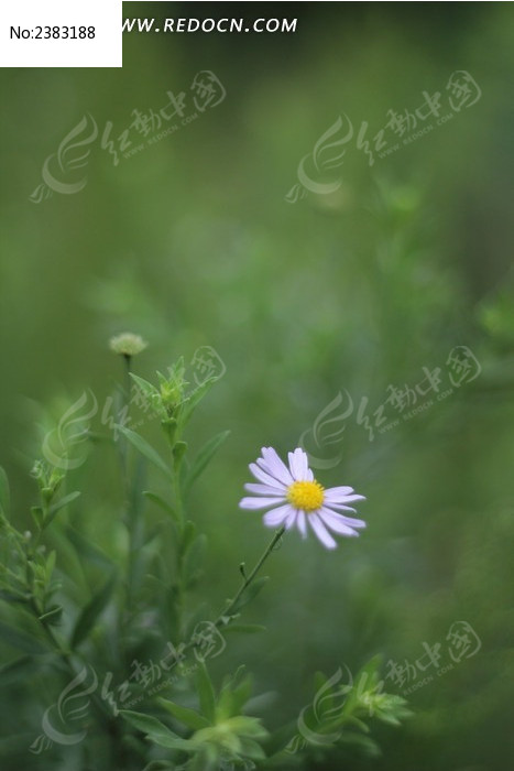 白色野菊花