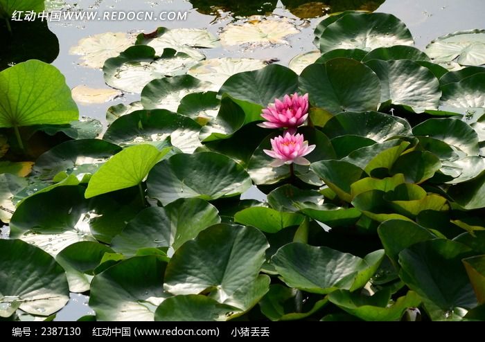 池塘里的两朵睡莲花