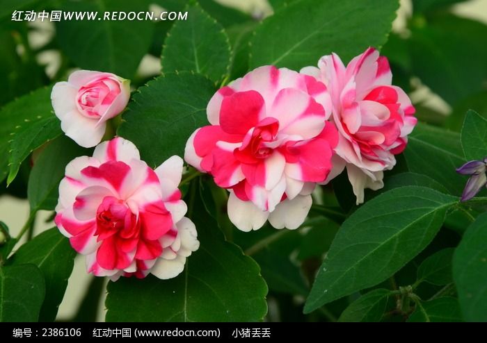 百花斗妍的双色月季花