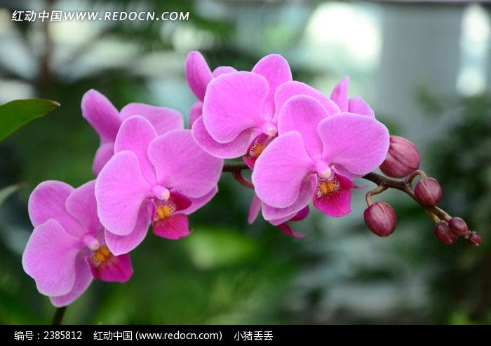 亭亭玉立的粉色蝴蝶兰