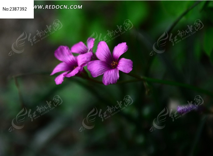 两朵紫色酢浆草花朵