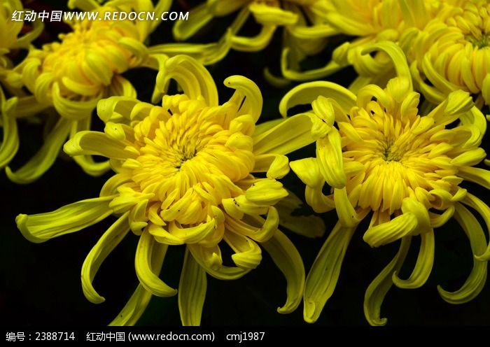 黄色菊花