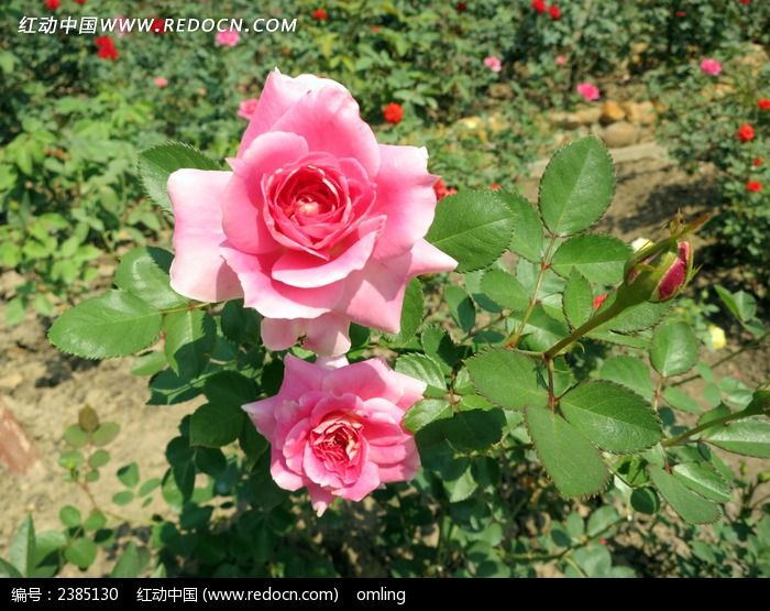 原创摄影图 动物植物 花卉花草 两朵粉红玫瑰府视图