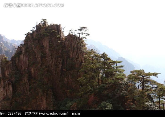 黄山山峰松树