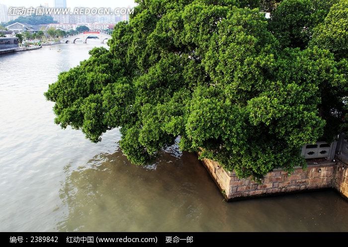 美丽的南塘河畔榕树