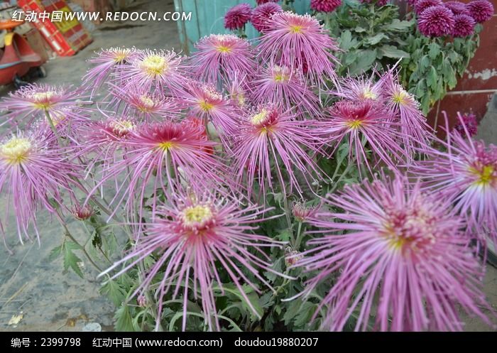 一片漂亮独本菊