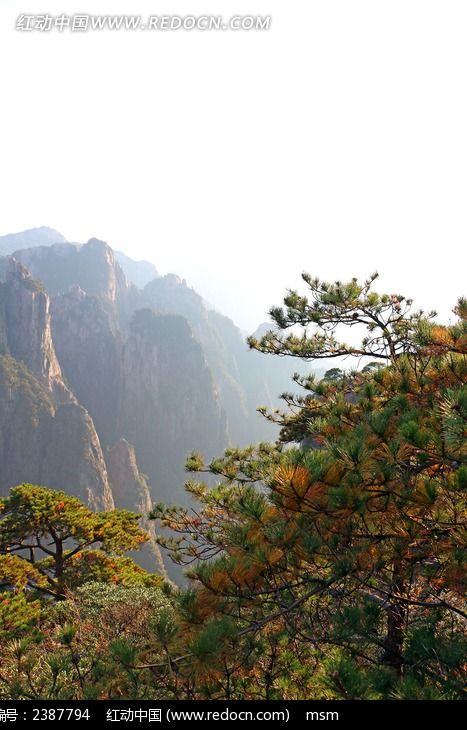 黄山的松树