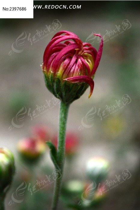 美丽的红色菊花花苞