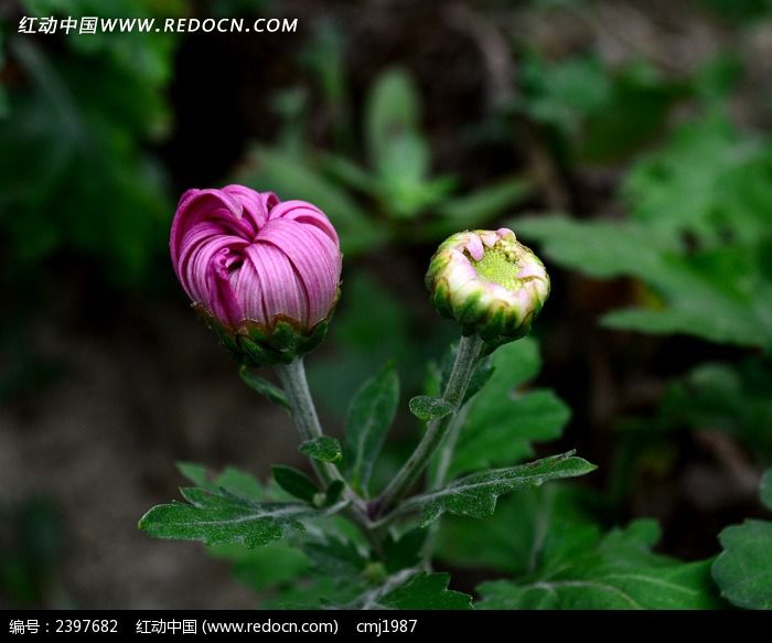 粉色菊花花苞