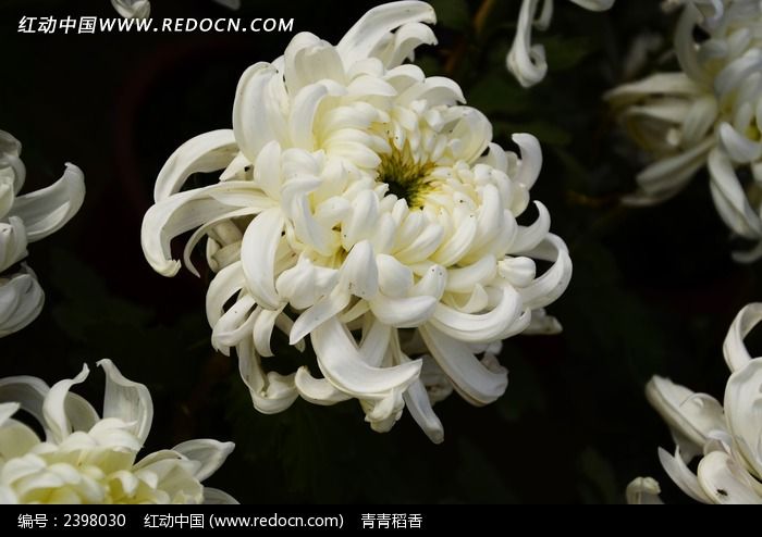 完美盛开的白菊花