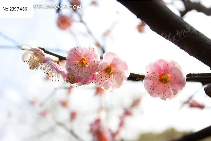 盛开的腊梅花