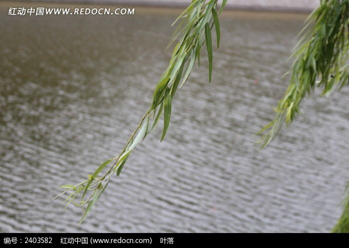 风吹杨柳水面波动