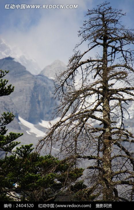 玉龙雪山松树