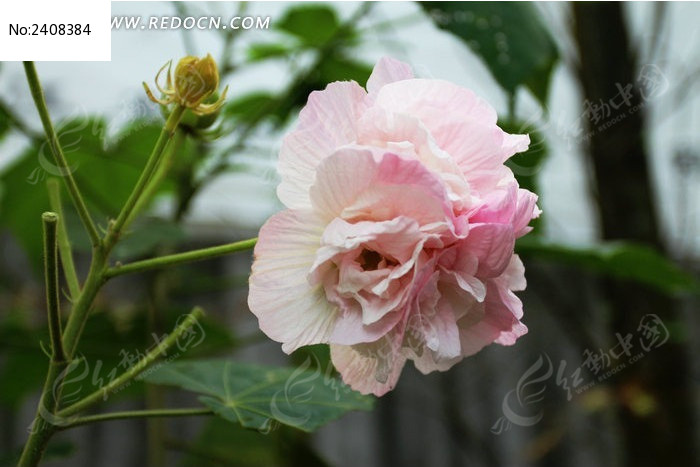 美丽高贵的木芙蓉