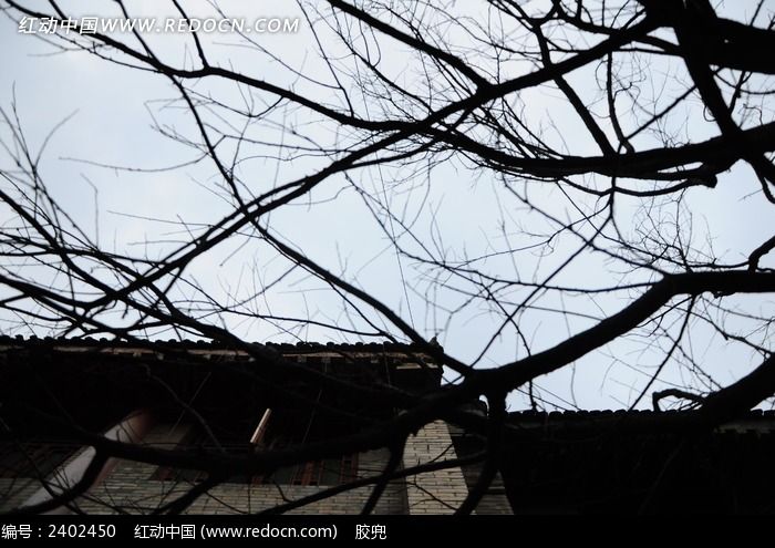 西安古城干树枝剪影图片图片