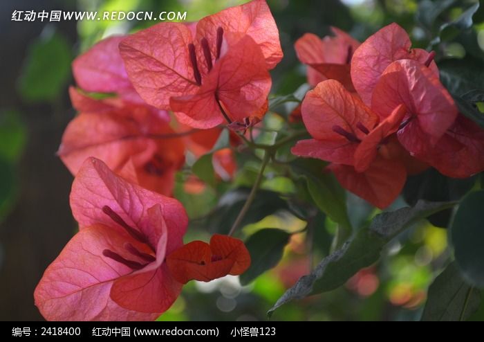 原创摄影图 动物植物 花卉花草 秋天里的三角梅