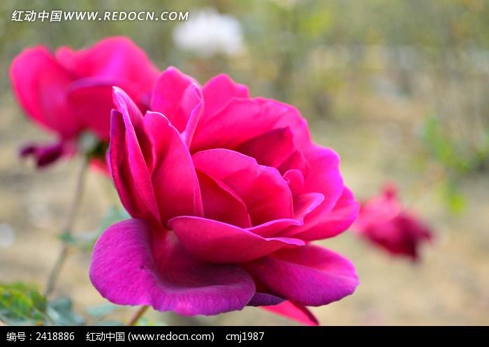 粉色漂亮的月季花