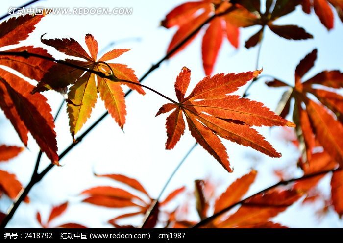 橘红色的枫叶 树叶 叶子 秋叶 植物