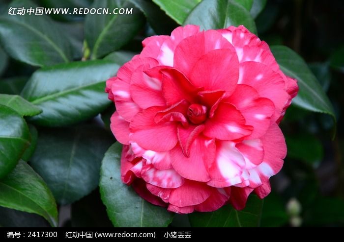 原创摄影图 动物植物 花卉花草 鲜艳的粉色杜鹃花