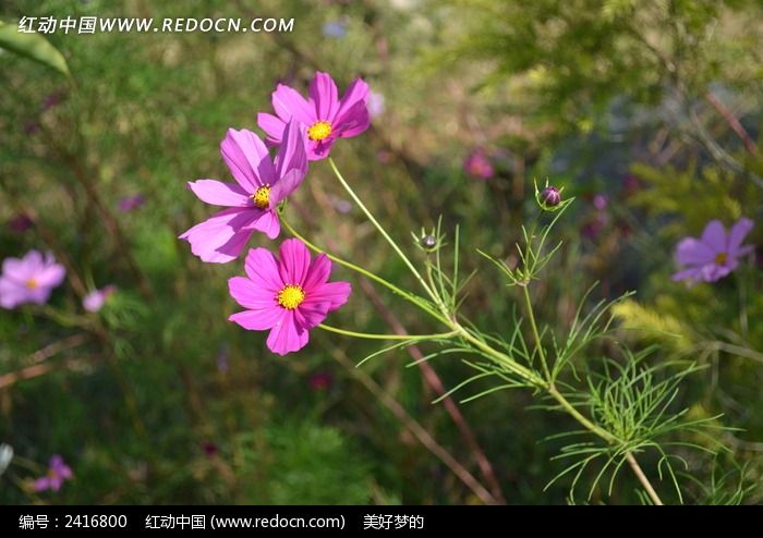 三朵小花