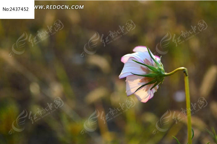 花茎弯曲的格桑花