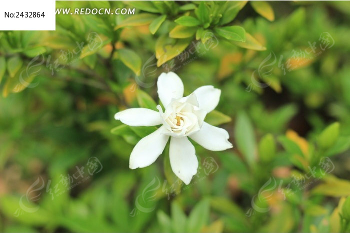 白色的栀子花