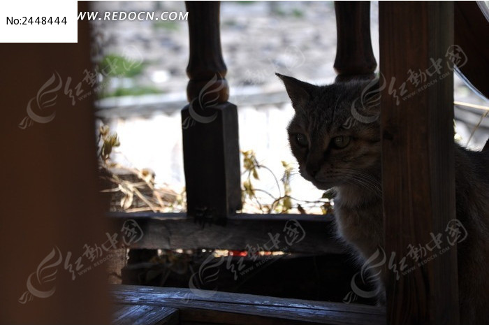 正在沉思的猫