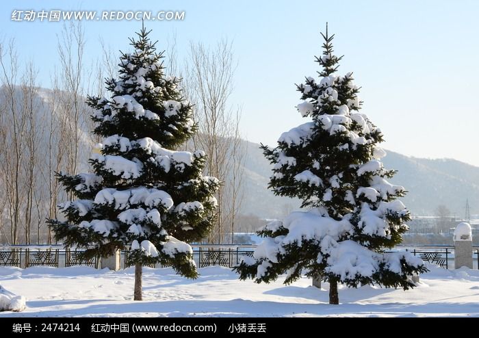 雪地上的松树