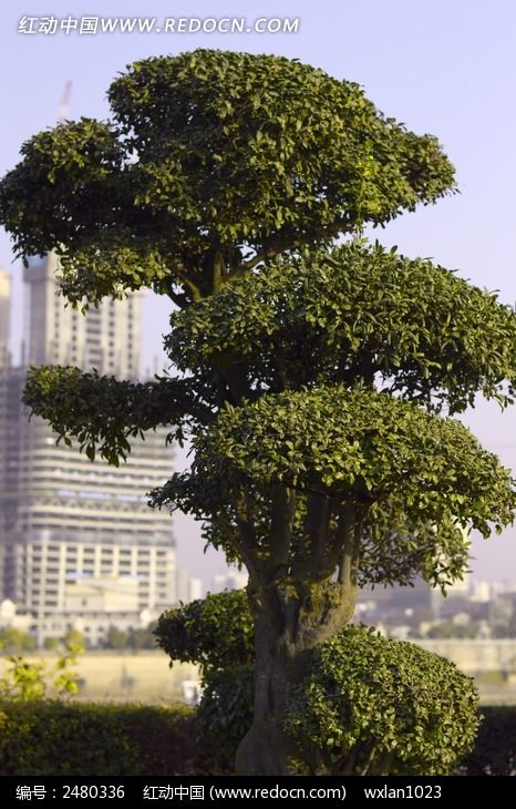 园林景观植物高清图片下载_红动中国