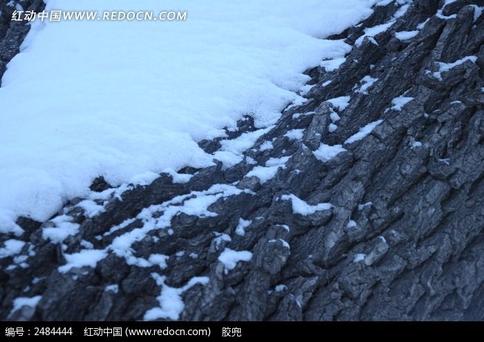 树上的积雪