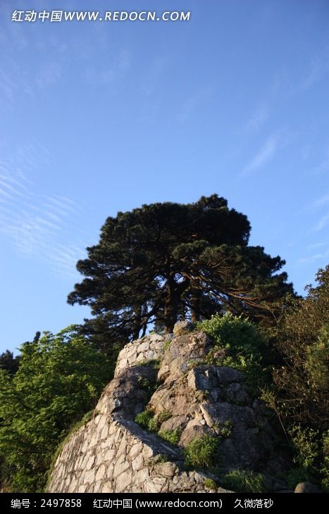 蓝天高山松树