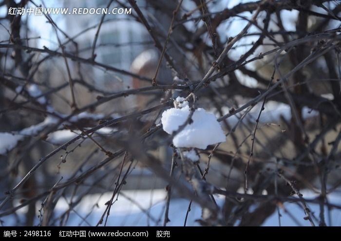 树枝上积雪