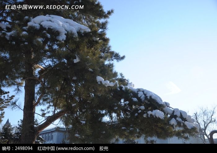 松树上的积雪