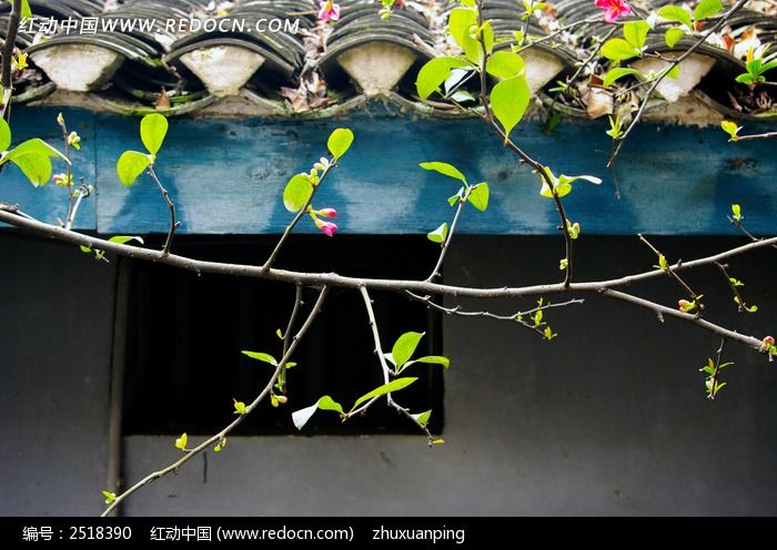 屋檐下的海棠花