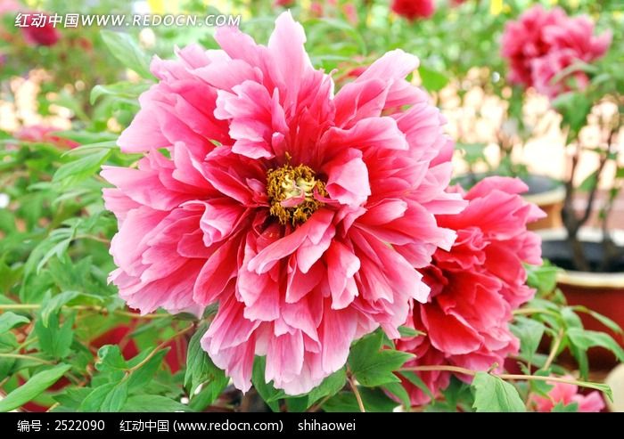 红动网提供花卉花草精美高清图片下载,您当前访问图片主题是红色牡丹花,编号是2522090, 文件格式是JPG,您下载的是一个压缩包文件,请解压后再使用看图软件打开,色彩模式是,图片像素是4128*2727像素,素材大小 是8.04 MB,如果您喜欢本作品,请使用上方的分享功能,分享给您的朋友,可以给他们的设计工作带来便利。
