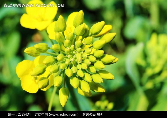 油菜花蕊特写