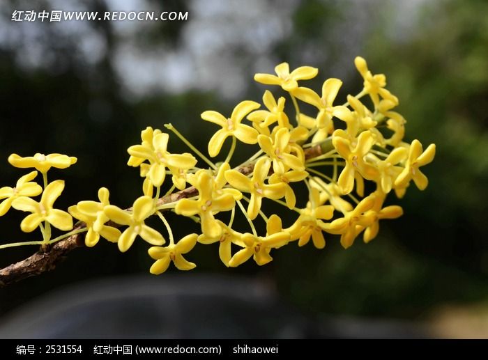 桂花高清图片下载_红动中国