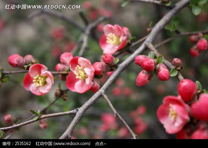 红花黄蕊