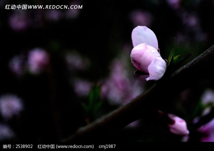 粉色桃花花苞