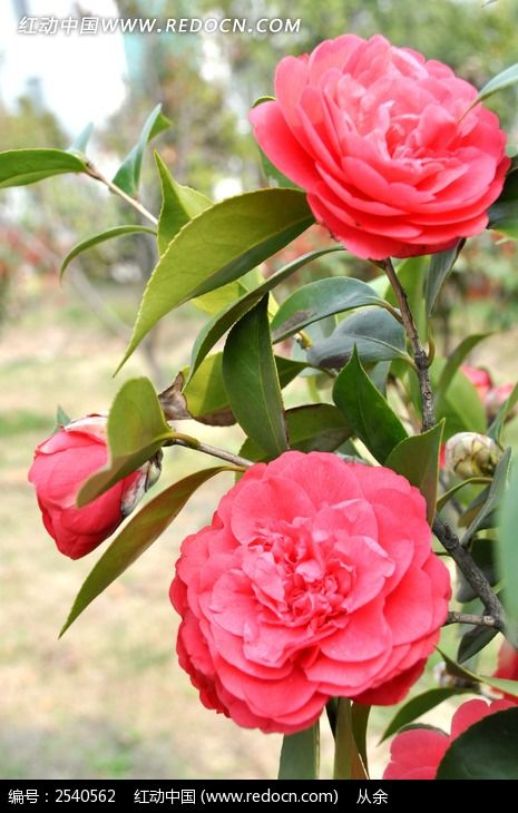 山茶花枝