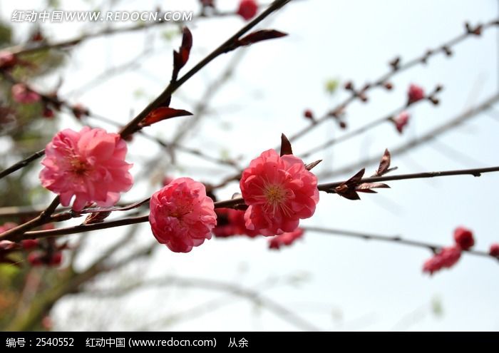 桃花树枝