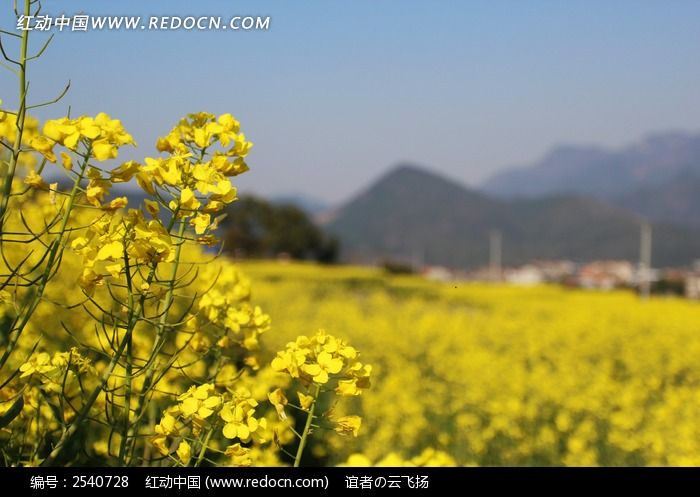 油菜花田